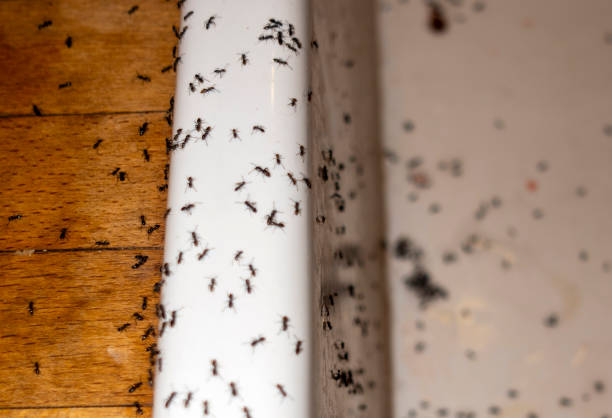 Best Cockroach Control Services  in Enoch, UT