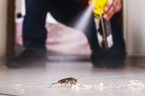 Best Insect Control  in Enoch, UT